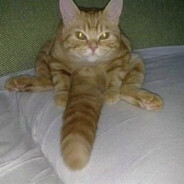 Gato De Pau Feito