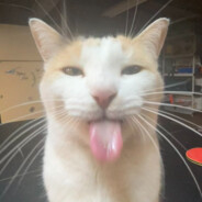 bleh