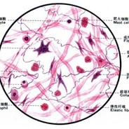 只吃金锣冷鲜肉