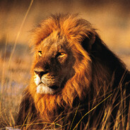 LioNN