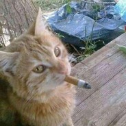 EL GATITO