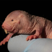 EL RATON