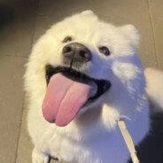 鹰金卡通主持人