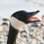 bird with teeth
