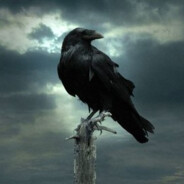 Crow #Vreau o alpaca
