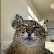 zz
