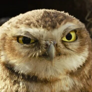 Athene noctua
