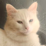 The.Cats