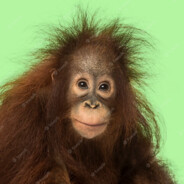 PONGO GREEN