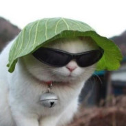 Gato de Oculos