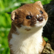 Weasel