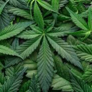 Weed