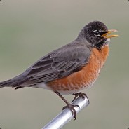 Birdex