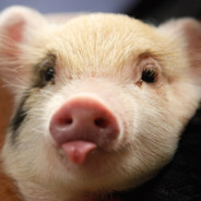 piggy