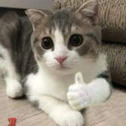 Sniper Cat