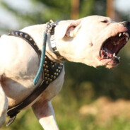 PINISPEEK  VELKEJZLEJPESツ avatar