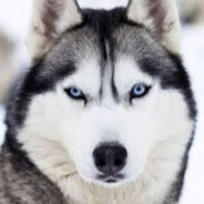 SupremeHusky