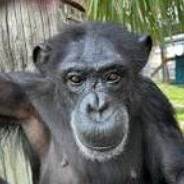 Chimp gaming