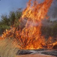 burningbush