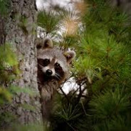 TrueRaccoon