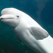 Belugo