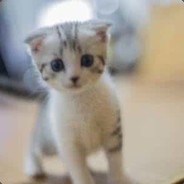 Ice_猫