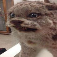 Downy Raccoon