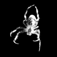 Mr. Spider