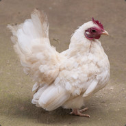 JAngster