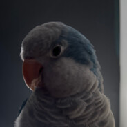 Conure II