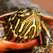 MagicTurtle
