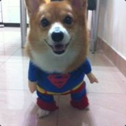 B0gi