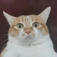咖色