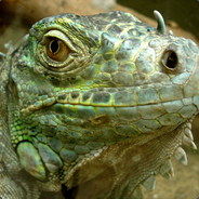 yataniguana