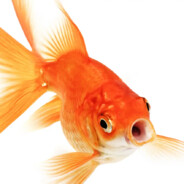 Snillfisk