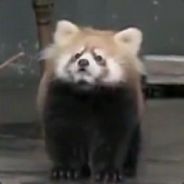 Han