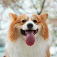 xiaoyi