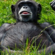 animal planet