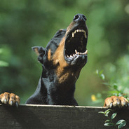 Beware angry Dog