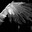 Group Avatar