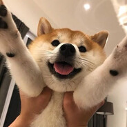 MrDogess