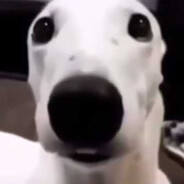 teef