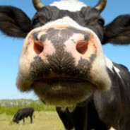 McCow