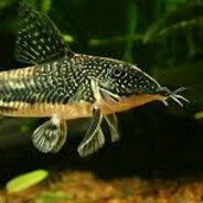 Corydora Barbatus
