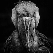 hallahawk