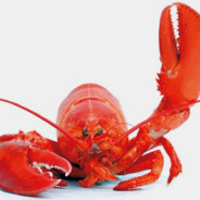 Dah God Lobstah of Terra