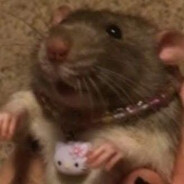 RatSoup