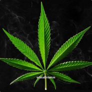 GANJA ez