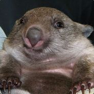 Steam profile picture for @stumps
