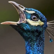 Raging Peacock